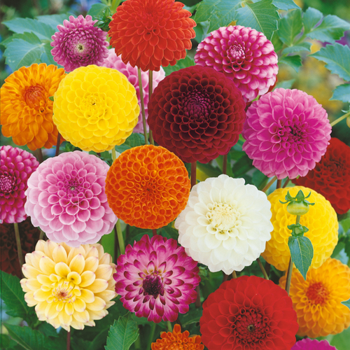 Dahlia Pompom Mixed