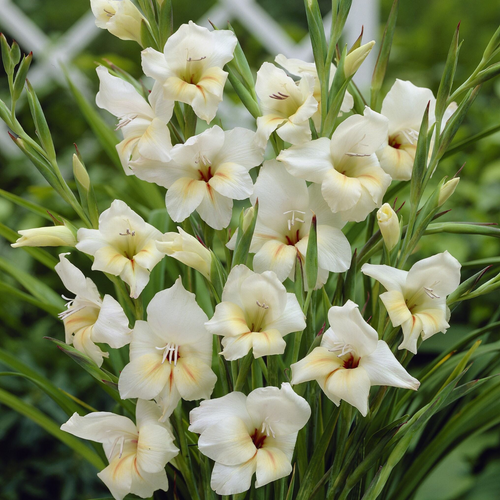 Gladiolus nanus Halley