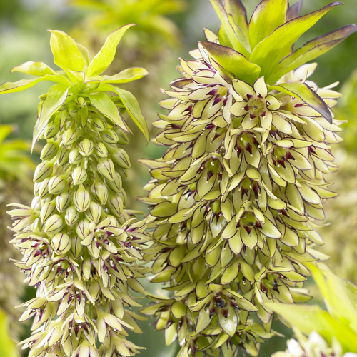 Eucomis Bicolour