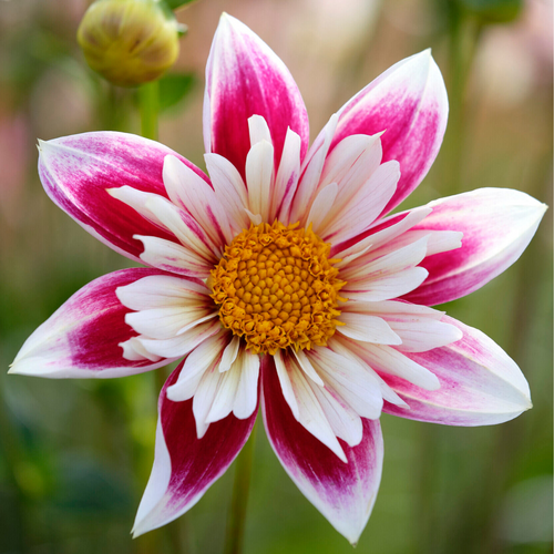 Dahlia Fashion Monger