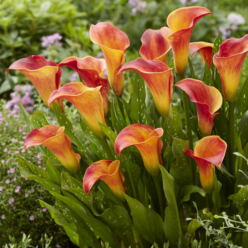 Zantedeschia Flame