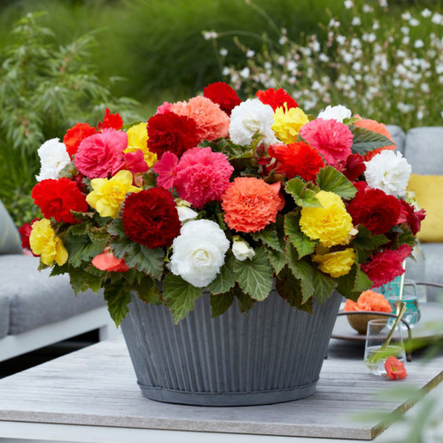 Begonia Fimbriata Mixed