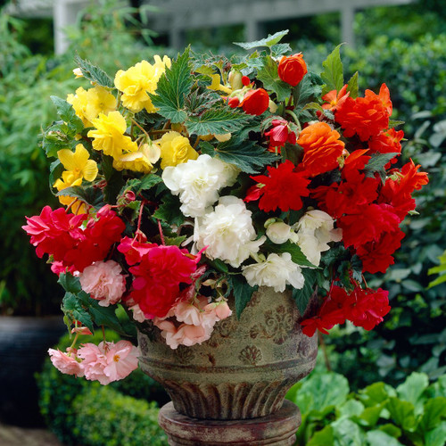 Pendula Double Giant Mixed