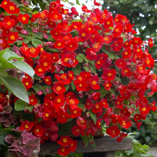 Begonia Multiflora Flamboyant