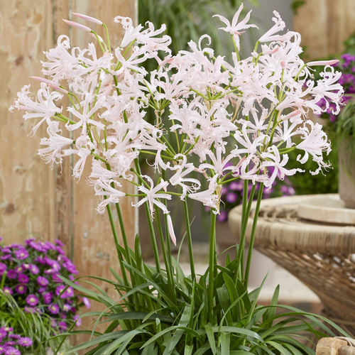 Nerine Bowdenii Vesta