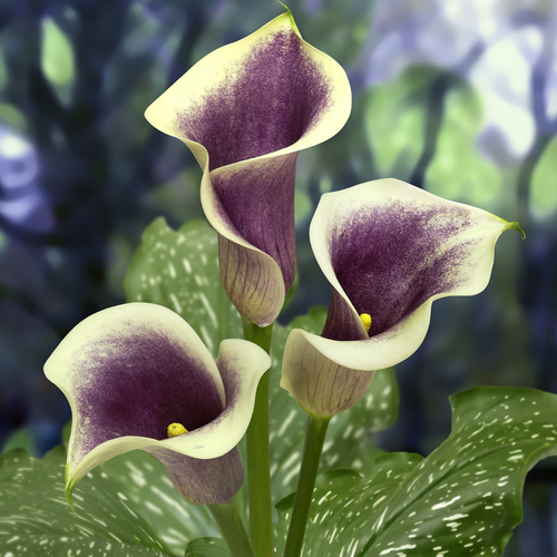 Zantedeschia Picasso