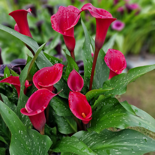 Zantedeschia Red Charm