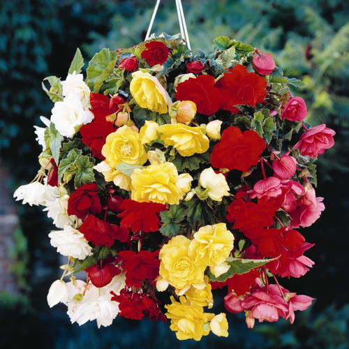 Begonia Cascading Mixed