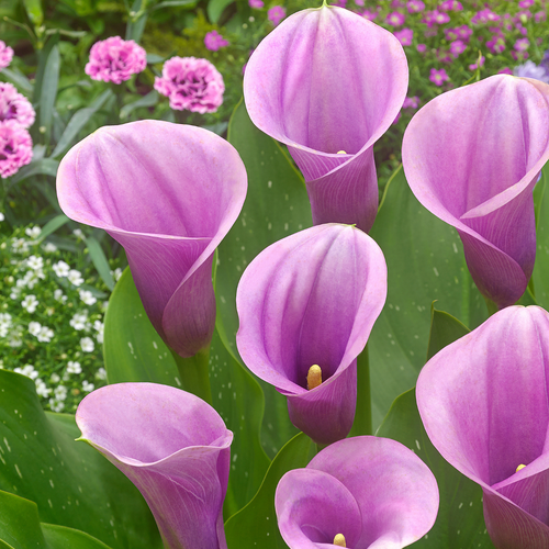 Zantedeschia Captain Violetta