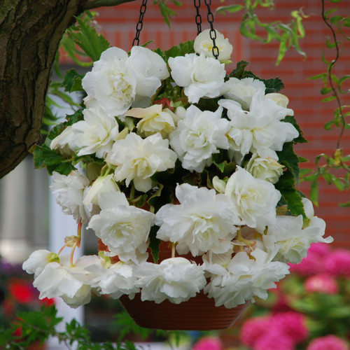 Pendula Double Giant White