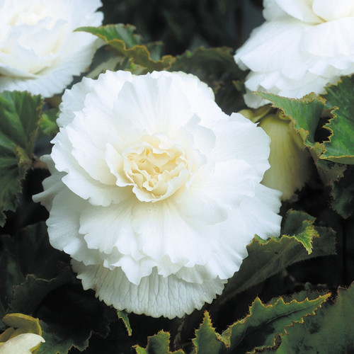 Begonia Double White