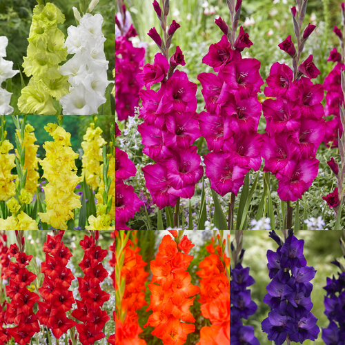 Gladiolus Larger Flowered Collection x60