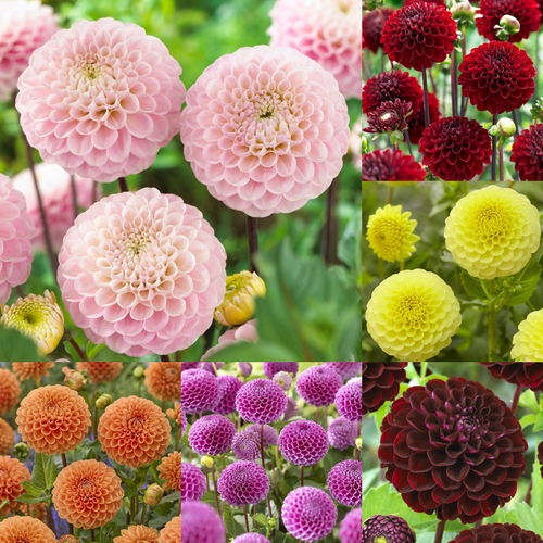Dahlia Pompom Collection B x 6