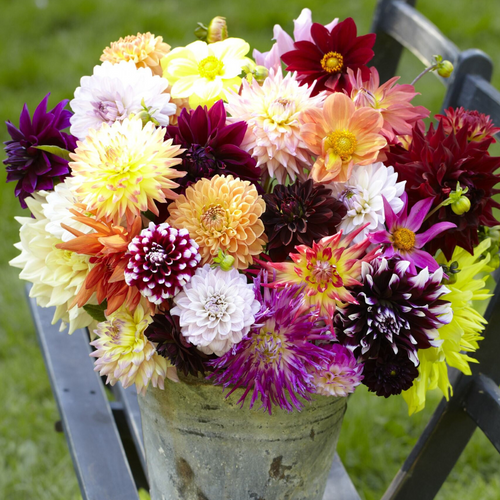 Dahlia Super All Types Mix