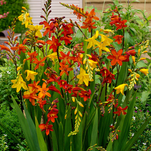 Crocosmia Mixed (Large Flowering)