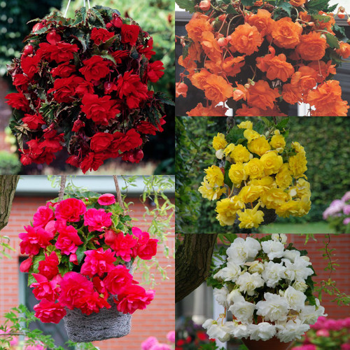 Pendula Double Giant Collection x15