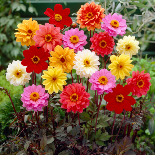Dahlia Bishop Z Mixed