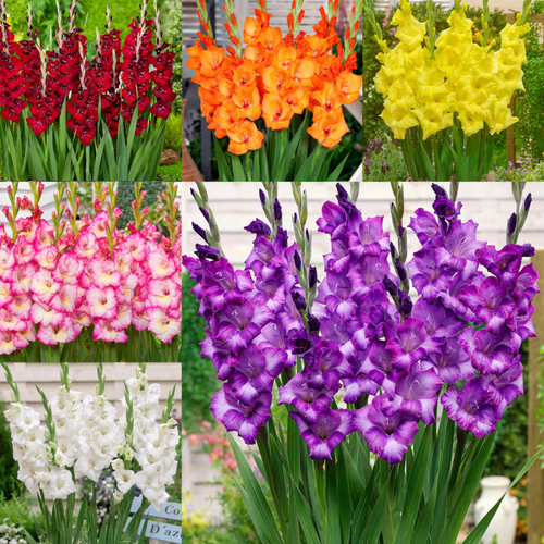 Gladiolus Gladdies Collection x60