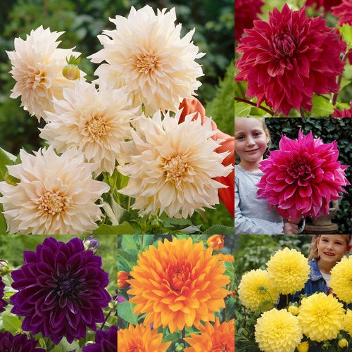 Dahlia Dinner Plate A Collection x 6