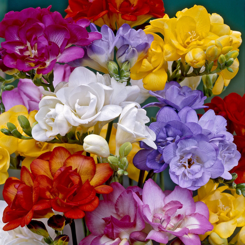 Freesia Double Mixed 7+