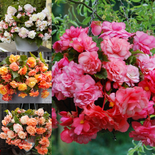 Pendula Splendide Collection x12