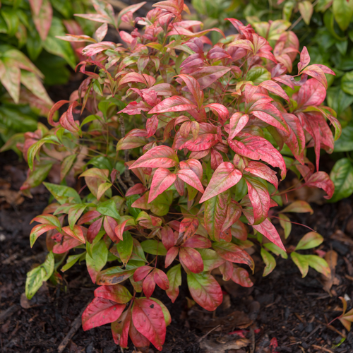 Nandina d. 'Firepower'