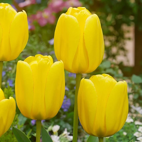 Tulip Golden Apeldoorn