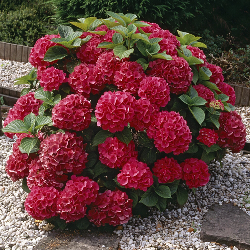 Hydrangea m. Red Prince