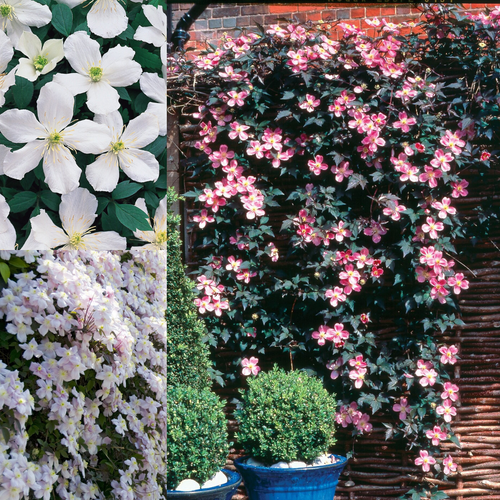 Clematis montana Collection (3)