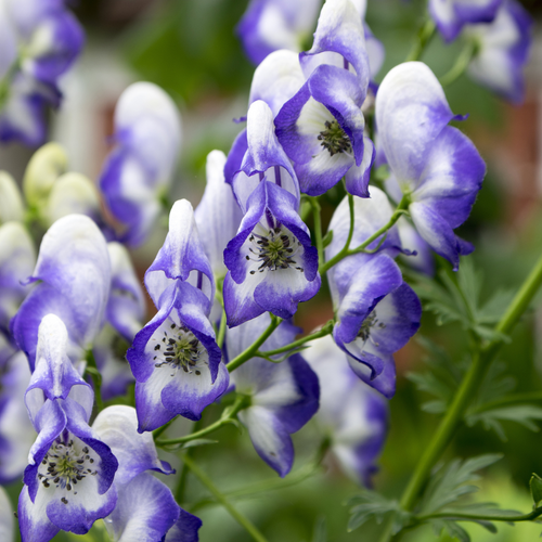 Aconitum cammarum Bicolor