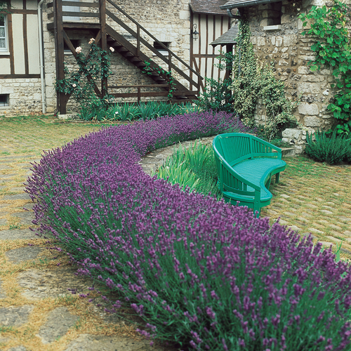 Lavender Munstead P9