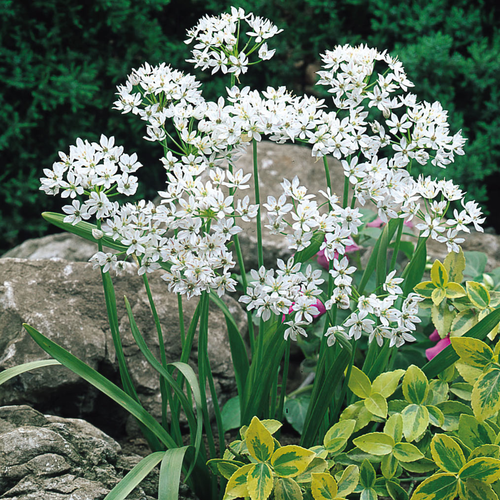 Allium Neapolitanum