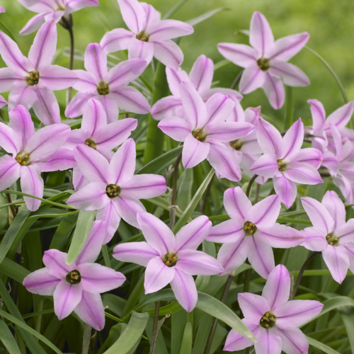 Ipheion Uniflorum Charlotte Bishop