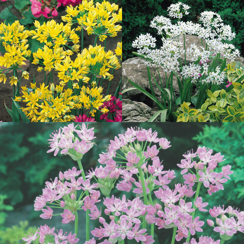 150 Small Flowering Allium Collection