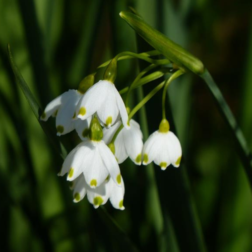 Leucojum aestivum Gravetye Giant