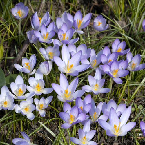 Crocus tommasinianus