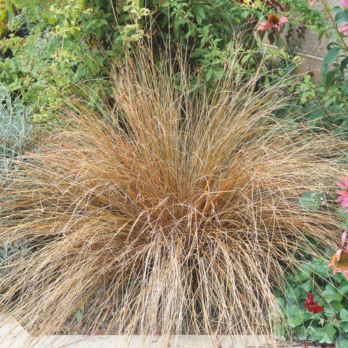 Carex Buchananii  'Red Rooster'