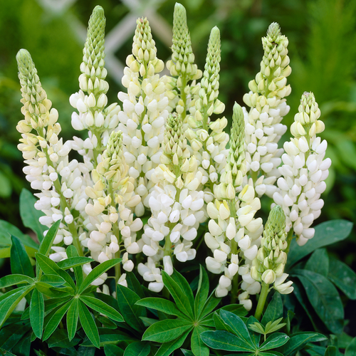 Lupins Gallery White