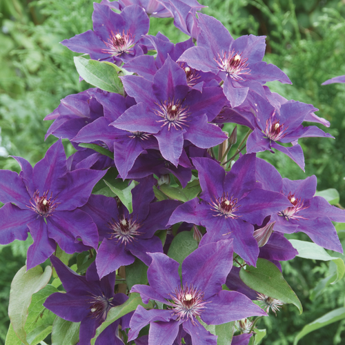 Clematis 'The President'