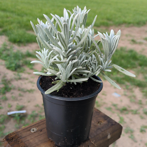 Lavender Silver Mist