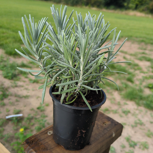 Lavender Dwarf Blue
