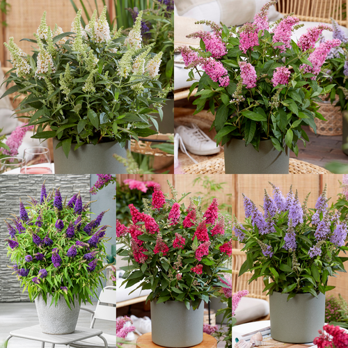 Buddleja davidii Butterfly Candy Little Collection x5