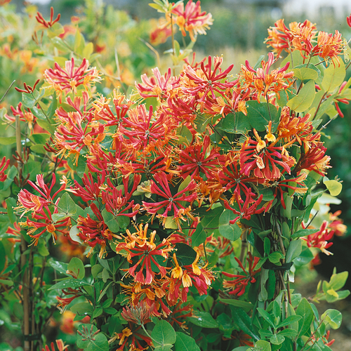 Lonicera heckr. 'Goldflame'