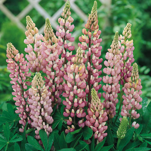 Lupins Gallery Pink