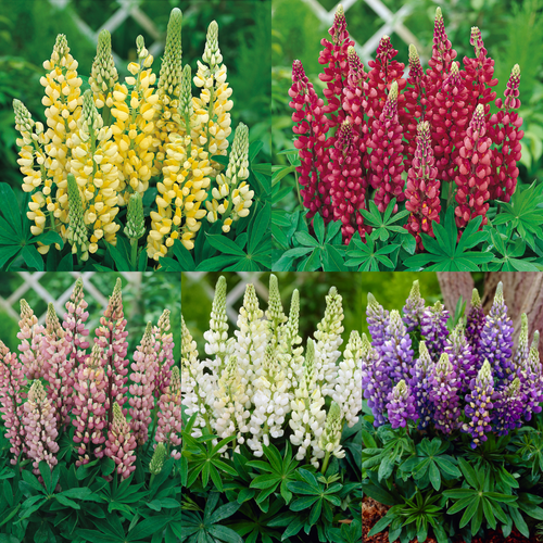 Lupins Gallery Collection x5