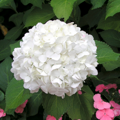 Hydrangea macrophylla White Prince P9