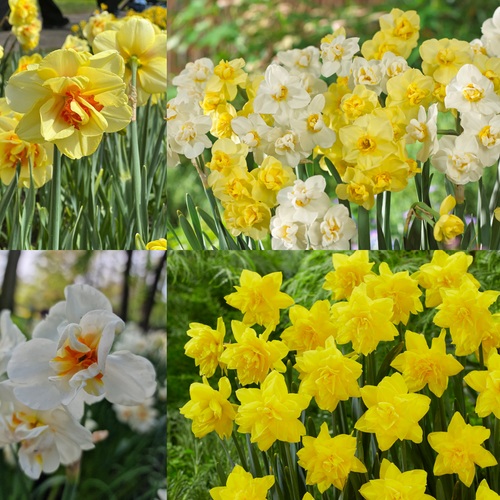 60 Double Daffodil Collection