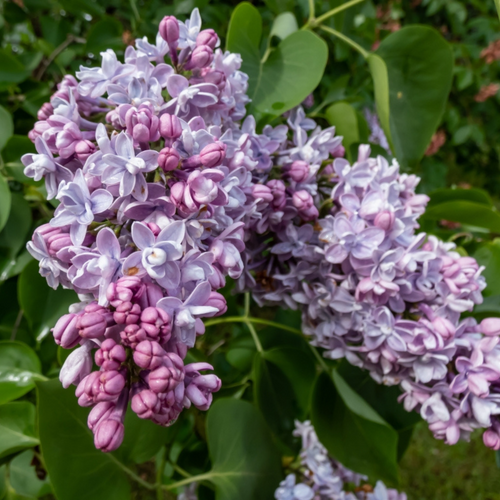 Syringa vulgaris 'Katherine Havemeyer'