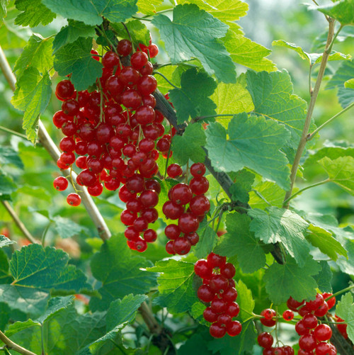 Ribes Currant Redcurrant Laxton's Number One
