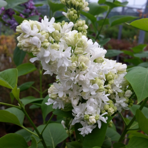 Syringa vulgaris 'Mme Lemoine'